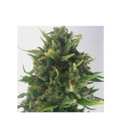 Without THC