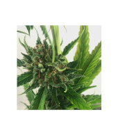 Without THC