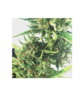 Without THC