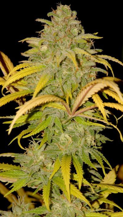 Northern Cream Auto