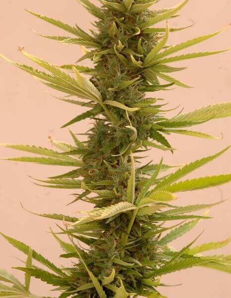 Auto Black Banana