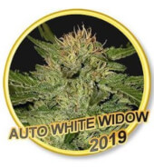 Auto White Widow
