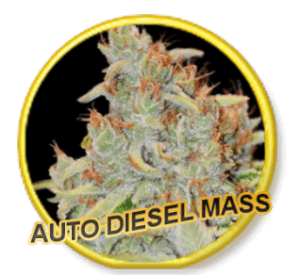 Auto Diesel Mass