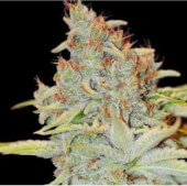 Auto Diesel Mass