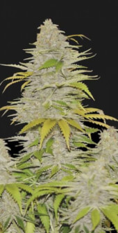 Auto Diesel Mass