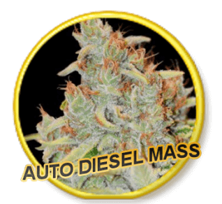 Diesel Mass Auto