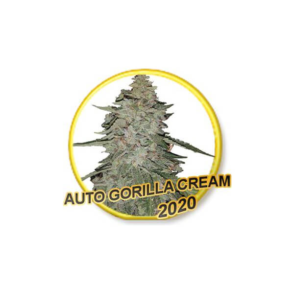 Auto Gorilla Cream
