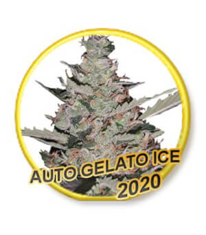 Gelato Ice Auto