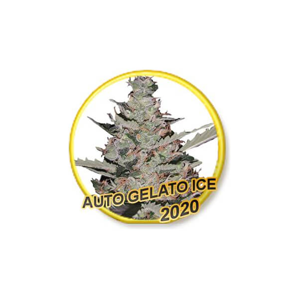 Gelato Ice Auto