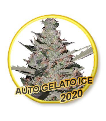 Gelato Ice Auto