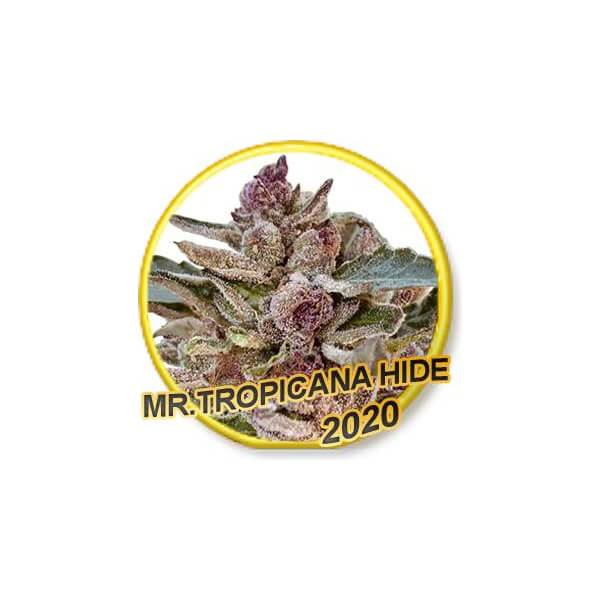 Mr. Tropicana Hide