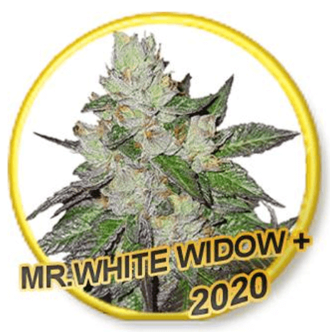 Mr. White Widow Plus