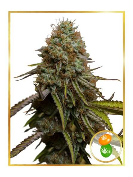 Zkittlez Auto