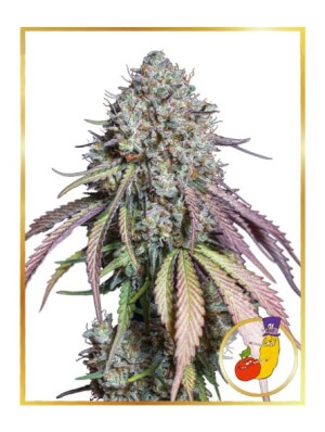 Runtz Auto