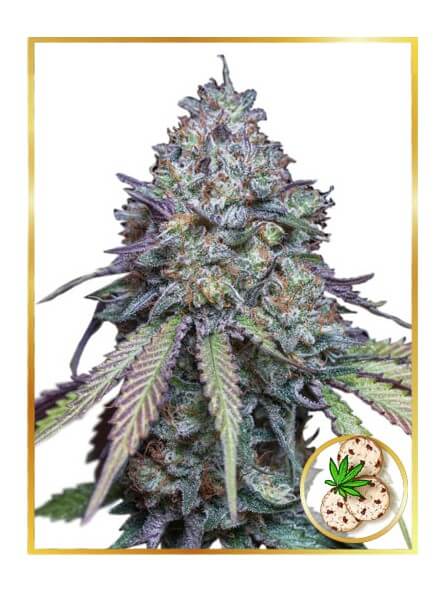 Girl Scout Cookies Auto