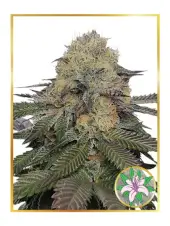 Mr. Lilly OG