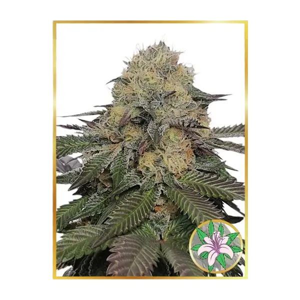 Mr. Lilly OG