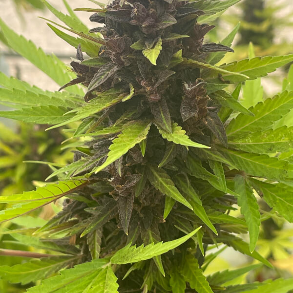 Auto Purple Rich CBD