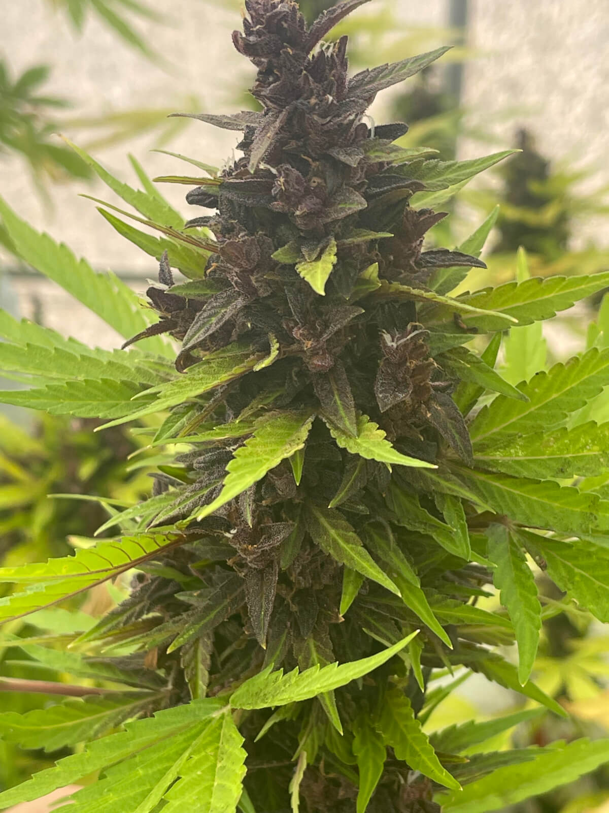 Purple Rich Auto CBD