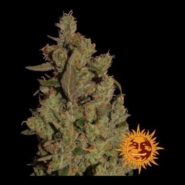 CBD Critical Cure