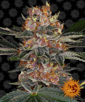 Purple Punch