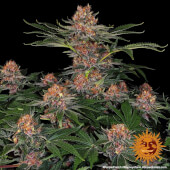 Purple Punch