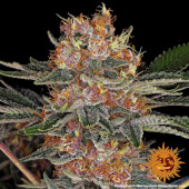 Purple Punch