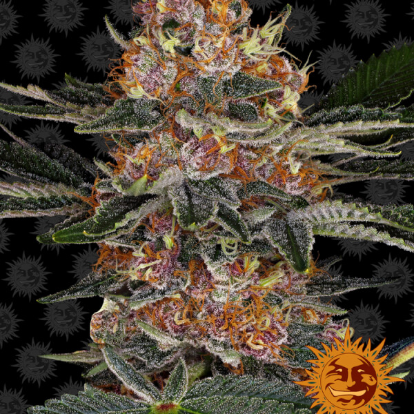 Purple Punch