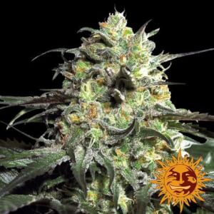 Peyote Cookies