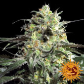 Peyote Cookies