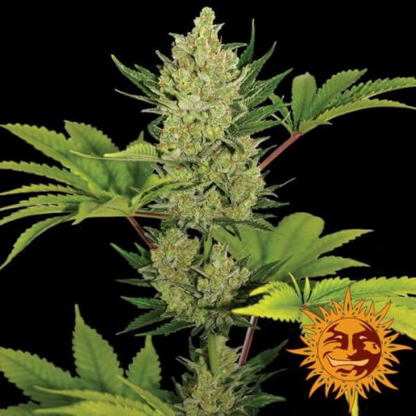 Auto Blueberry Cheese