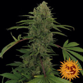 Critical Kush Auto