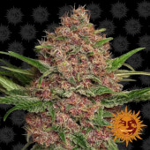 Purple Punch Auto