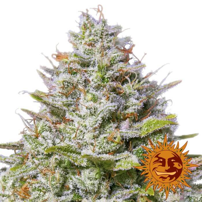 Blue Gelato #41