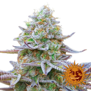 Gorilla Zkittlez