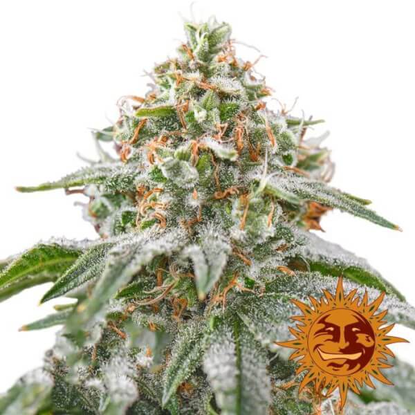 Pink Kush