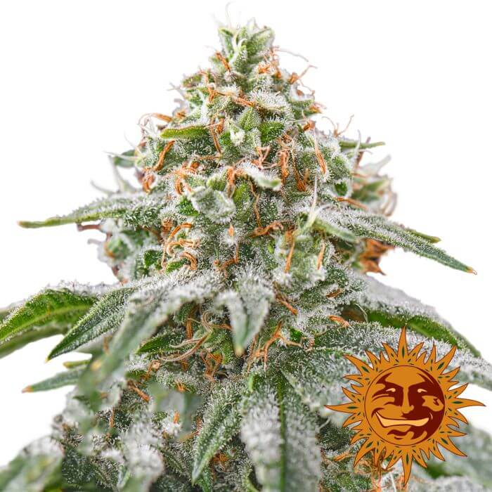 Pink Kush
