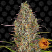 Glue Gelato Auto