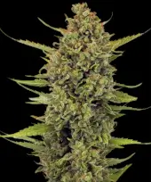 Acapulco Gold