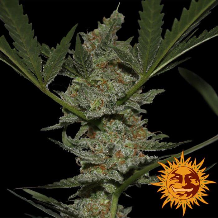 Acapulco Gold: bank product photo, credit alchimiaweb.com, copyright status shown with credit copyright unverified