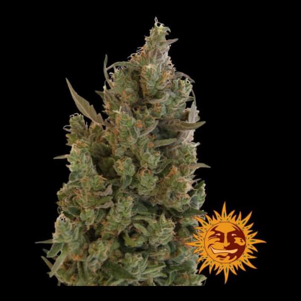 Blueberry Cheese