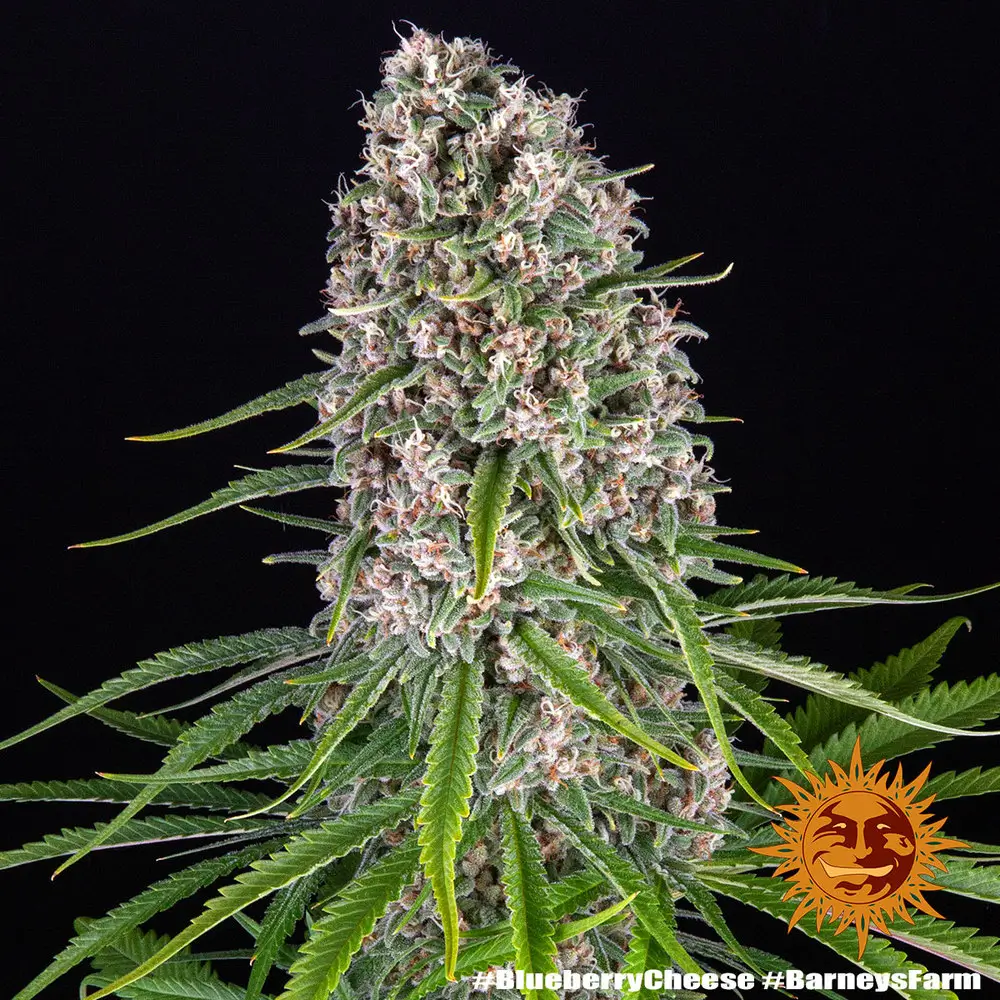Blue Cheese