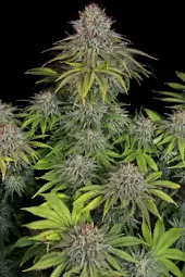 Critical Kush