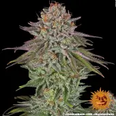 Critical Kush