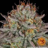 Critical Kush