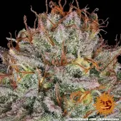 Critical Kush