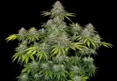 Critical Kush