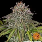 Critical Kush