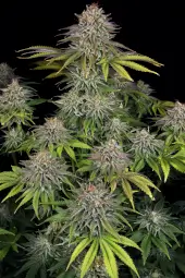 Critical Kush