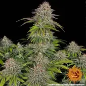 Critical Kush